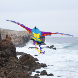 latawiec-bird-kite-paradise