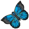 latawiec-x-kites-butterfly-kites-blue-morpho