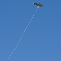 latawiec-eagle