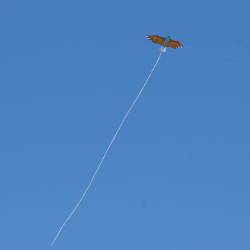 Latawiec Eagle - Sklep z latawcami